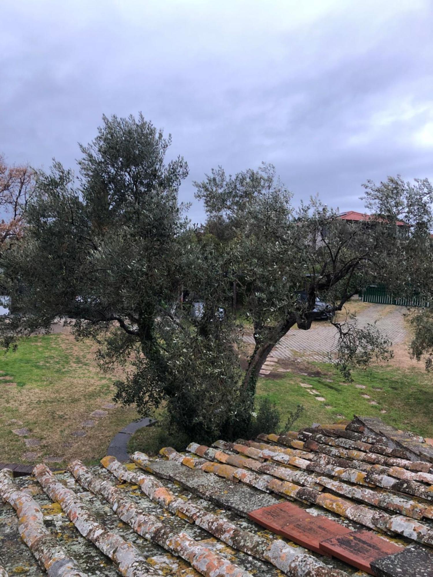 La Finestra Di Umberto Vicino Al Centro Con Parcheggio Privato Bed & Breakfast Viterbo Luaran gambar